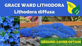 Grace Ward Lithodora  Lithodora diffusa Grace Ward [upl. by Evelc]