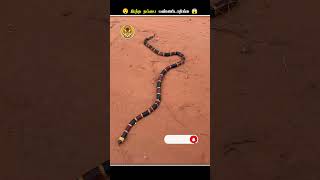 Colourful ஆன ரொம்பவே விஷம்வாய்ந்த பாம்புகள்  Coral Snake and King Snake  Animal Voiceover Tamil [upl. by Carlie613]