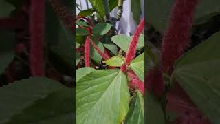 Acalyphahispida plants garden youtubeshorts whatsappstatus trending shortvideo [upl. by Samtsirhc836]