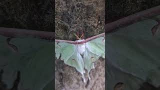 Rare Opportunity Huge Lunar Moth Allows Itself to be Picked up Luna Moth [upl. by Ossy]