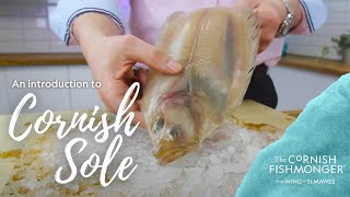 An introduction to Cornish Sole Megrim Sole [upl. by Shantha]