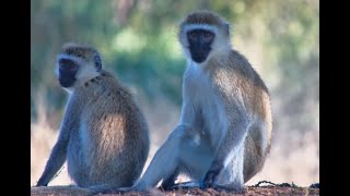 Lentorre Is The Perfect Place For A Vervet To Chill [upl. by Papke]