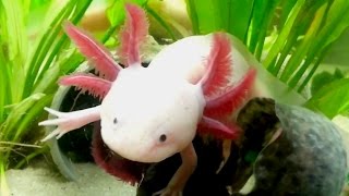 Axolotl Cool Cute Aquarium Mexican Salamander [upl. by Noxaj]