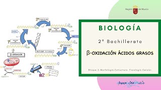 BETA OXIDACIÓN ÁCIDOS GRASOS [upl. by Rutra]