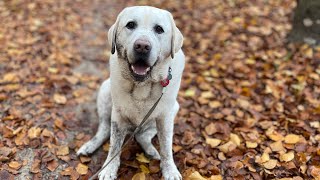 Wandelen in het bos met een diabetes hond [upl. by Ayala]