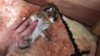 Каракал атакует Смешной котёнок Caracal attack Funny kitten [upl. by Elocaj]