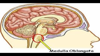 Cerebellum Location Fissures amp Lobes [upl. by Nnire]