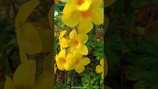 Allamanda cathartica  Family Apocyanaceae plantscience4u [upl. by Eenad609]