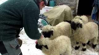 Zermatt Switzerland Sheep Farm 2 [upl. by Keavy]