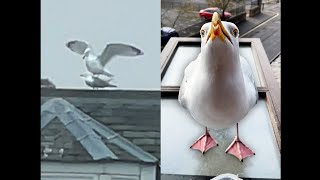 Choosing Baby Names With My Pet Seagull [upl. by Yci]