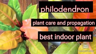 philodendron indoor plant care best tipstrending smileandme [upl. by Fennell157]