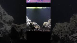 Rock Aquascape is All You Need shorts fishtank fishkeeper fish aquascape aquarium petfish [upl. by Lenoel]