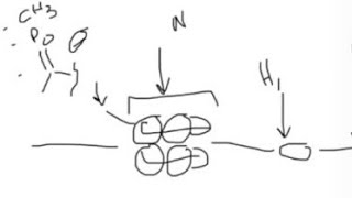 Molecular biology  How histones interact with DNA What is methylation acetylation… [upl. by Noellyn545]