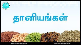 Thaaniyangal  தானியங்கள்  நெல் கம்பு சோளம் கேழ்வரகு கோதுமை குதிரைவாலி   Grains [upl. by Akit883]