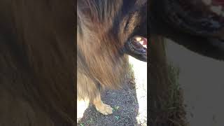 how to train german shepherd to walk off leash [upl. by Ecirahs133]