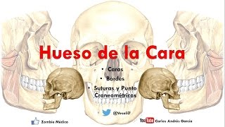 Anatomía  Huesos de la Cara Malar Cornete Inferior Palatino Huesos Propios de la Nariz Vómer [upl. by Combe]