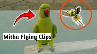 Parrot Free Flying Clips Edit 🥰greenparrot petsvlog talkingparrot [upl. by Aynatahs]