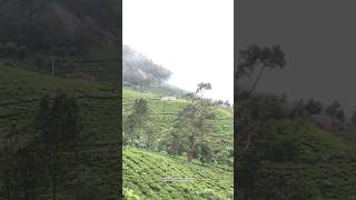 Beautiful nature WhatsApp status Tamil  newviewnilgiris ooty kotagiri nilgirishills song [upl. by Ettenav]