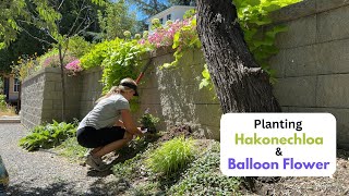 Planting Hakonechloa amp Balloon Flower [upl. by Narret]