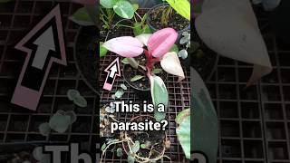 A Little Known Fact About Variegation 🍃 philodendron monstera houseplants variegation plants [upl. by Jonina]