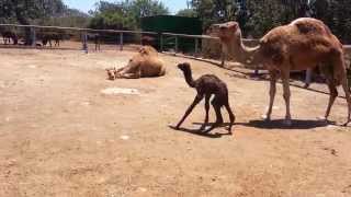 Baby Camel First Steps [upl. by Eryn84]