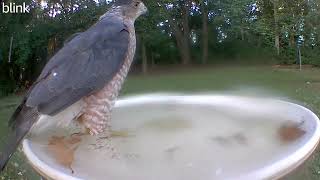 Sharp Shinned or Coopers Incredible Hawk video at the bird bath hawks birdwatching wildlife [upl. by Diarmuid366]