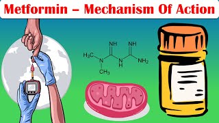 Metformin  Mechanism Of Action Pharmacology Of Metformin [upl. by Aydne]