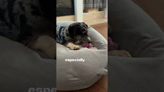 Catahoula Leopard dog puppy training is an exciting experience [upl. by Kitty]