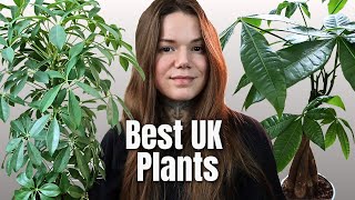 TOP 7 BEST UK HOUSEPLANTS  Easiest Indoor Plants To Grow In The UK [upl. by Nies]