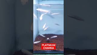 STRIATA ALBINO PLATINUM shorts channa viralvideo [upl. by Ycram]