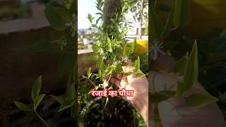 रंजाई का पौधाclimatis gouri anaplant flower gardenplants sorts Clematis gourianaranjai plant [upl. by Wiltz]