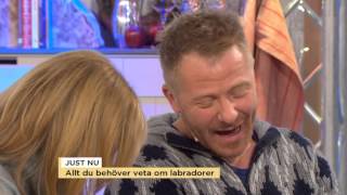 Allt du behöver veta om labradorer  Nyhetsmorgon TV4 [upl. by Ynagoham]