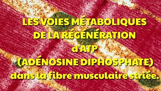 Les voies de régénération de lATP dans la cellule musculaire striée squelettique [upl. by Fesuoy]