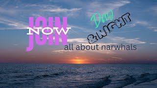 All About Narwhals [upl. by Branscum]