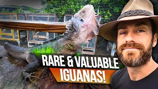 You Need to Know about these Iguanas [upl. by Akel]