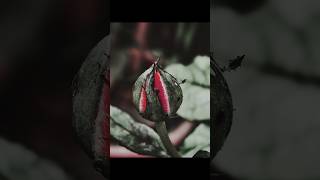 Macro Photography Tutorial macro photography tutorial photographytips shorts [upl. by Suisyola]