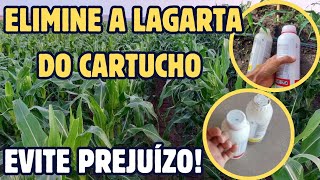 ELIMINE A LAGARTA DO CARTUCHO DA PLANTAÇÃO DE MILHO 🌽🌽 [upl. by Gerdeen189]