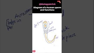 Diagram of human sperm easy [upl. by Muffin]