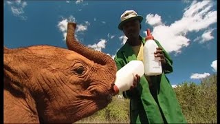 Fussy Eaters  Elephant Diaries  BBC Earth [upl. by Schwinn]