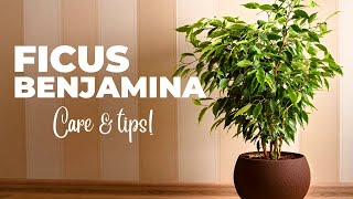 The Ultimate FICUS BENJAMINA Care Guide Weeping Fig Plant Care [upl. by Broderic]