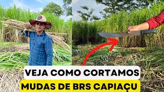 Cortando e preparando GEMAS de capim BRS Capiaçucolhendo mudas para 1 hectare [upl. by Anairb]