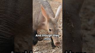 Aardvark Uncovered 5 Fascinating Facts [upl. by Redle610]