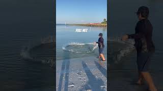 Full net of pilchards fishing fish [upl. by Eednus]