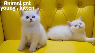 cute Animal funny videos 2024  Animal babies name  Animals for kids [upl. by Sterne]