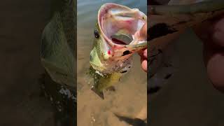 Bass with a hook in his mouth oklahomafishing largemouthbass fishing [upl. by Uamak]