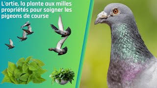 L’ortie la plante aux milles propriétés pour soigner les pigeons de course [upl. by Linehan]