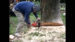 La quercia caduta  Abbattimento di una farnia a Santa Maria del Sile Treviso [upl. by Macario]