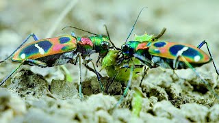 Two tiger beetles vying for prey [upl. by Avilla]