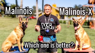 Belgian Malinois vs MalinoisX  Is the Malinois x GSD an even better dog [upl. by Lust630]