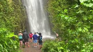 Hiking Renovated Manoa Falls Trail [upl. by Hanafee]